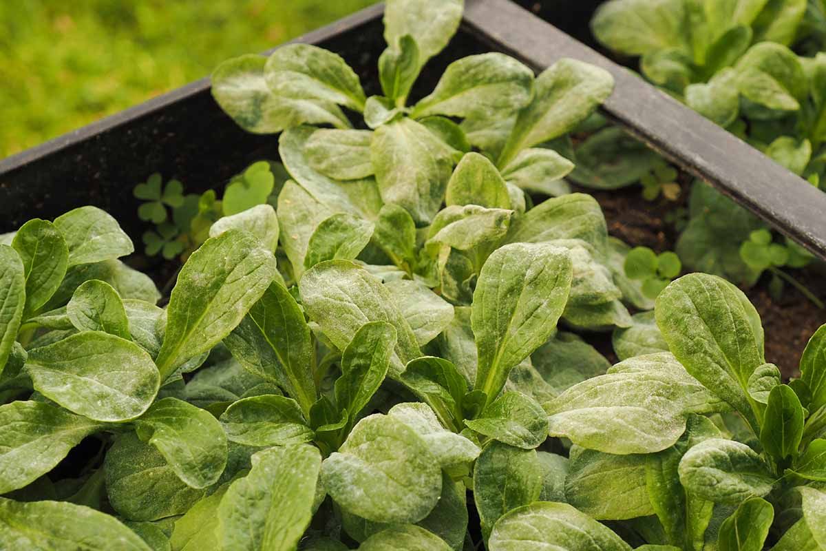 Lettuce Powdery Mildew treatment options