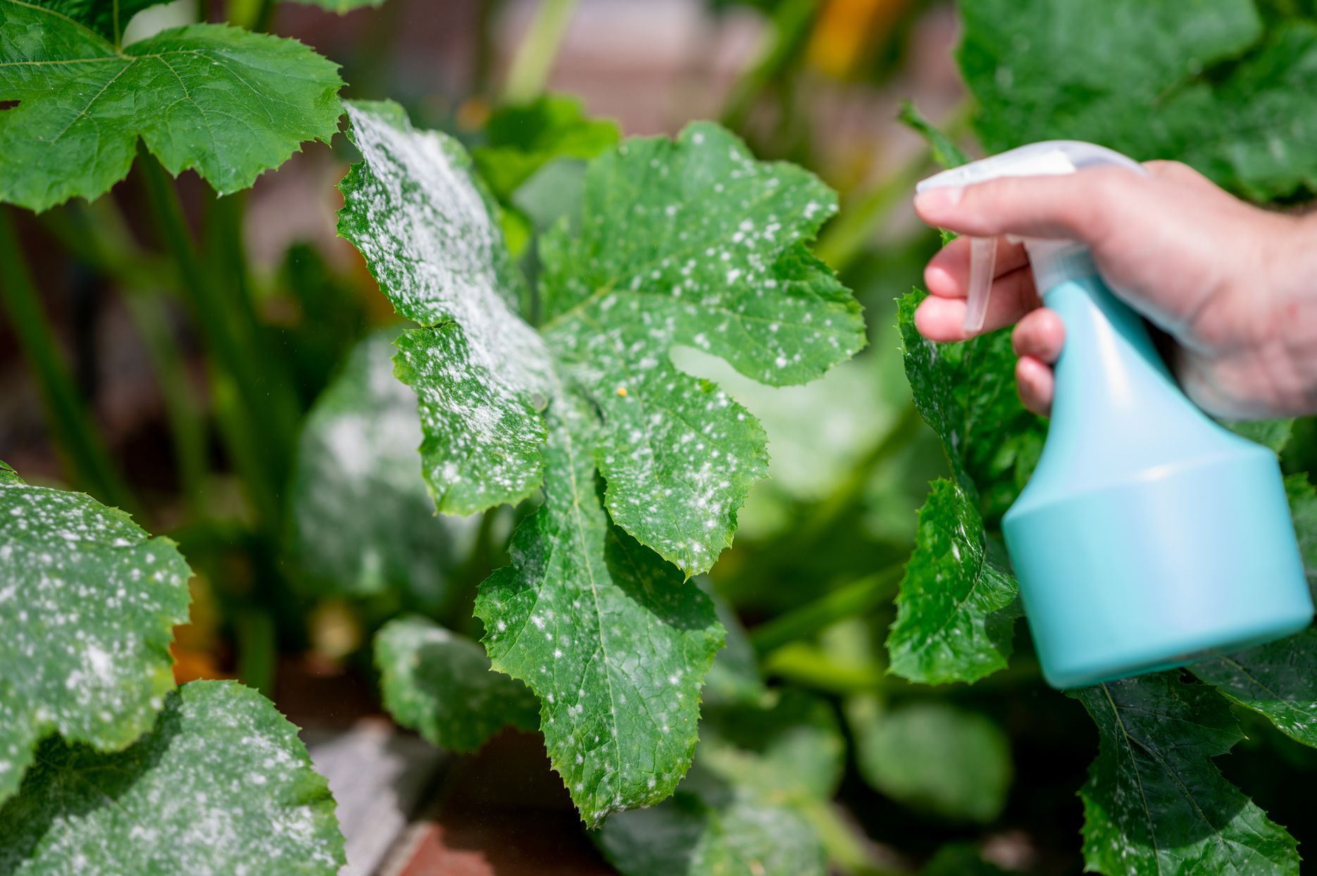 What Causes Powdery Mildew on Zucchini