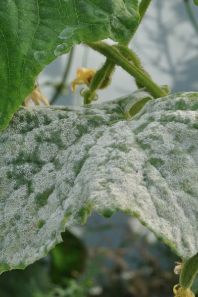 Powdery Mildew on Zucchini plant