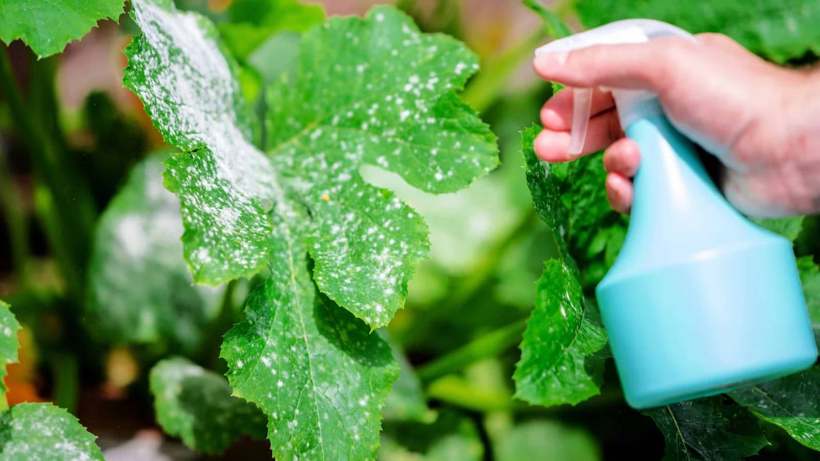 Milk & Water Spray Treatment on infected Zucchini