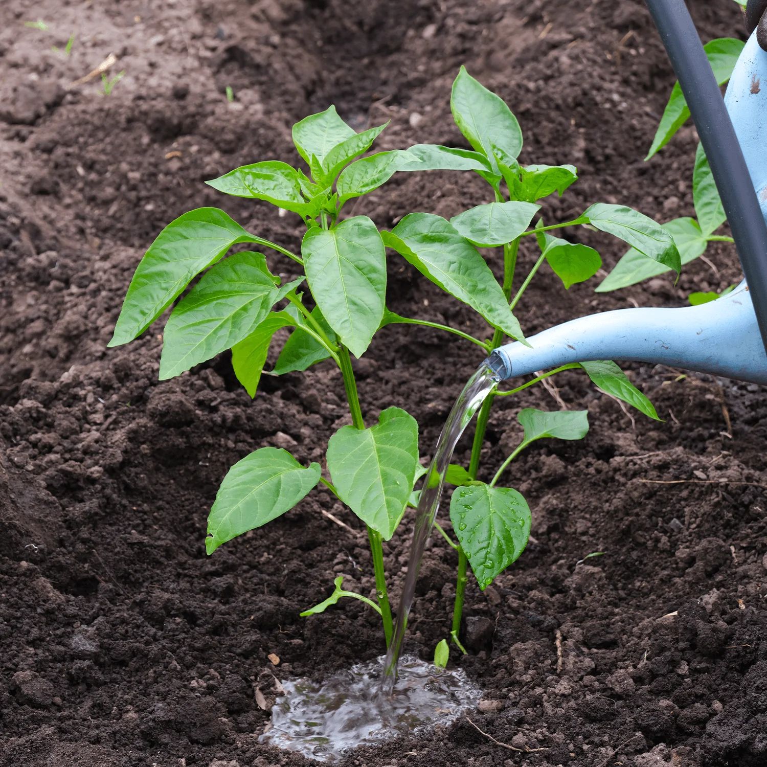 Once your peppers are in the ground, the real work begins. Consistent care is the secret to a huge harvest.