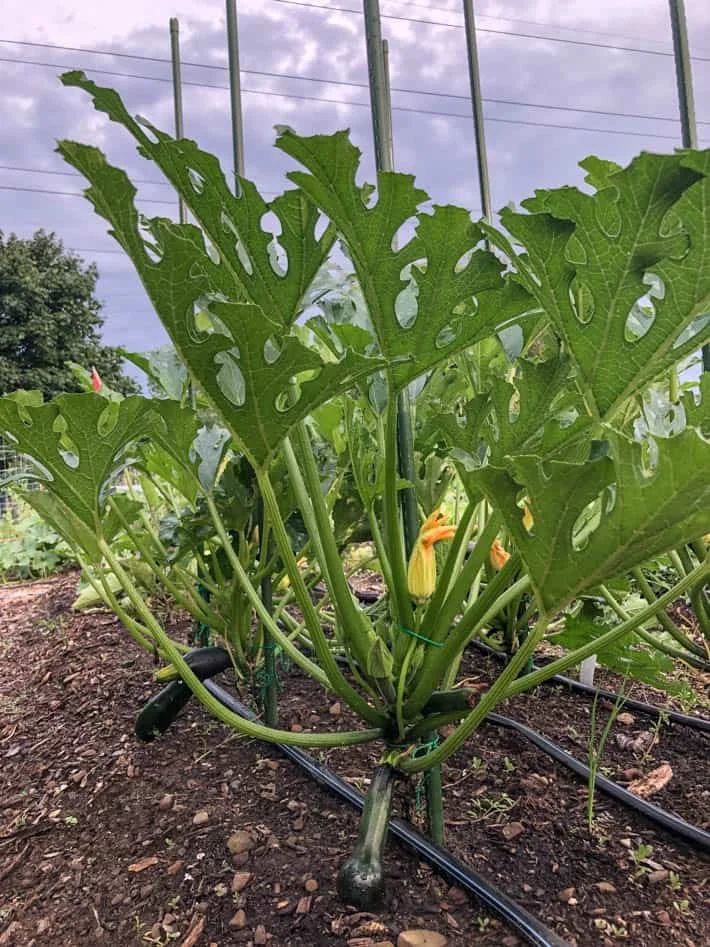 Understanding Your Zucchini Plant Fundamentals