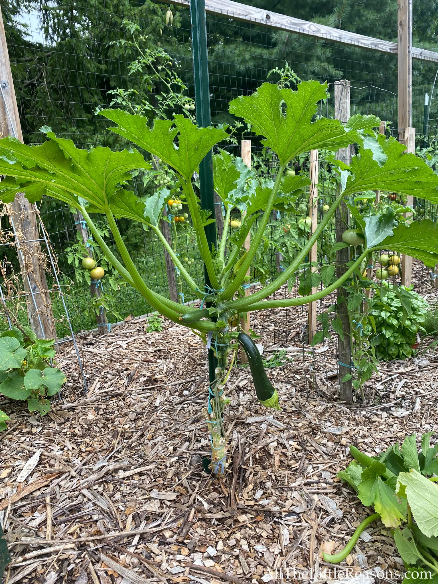 Vertical Growing Techniques for Zucchini