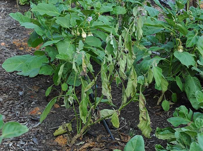 What Is Eggplant Bacterial Wilt?
