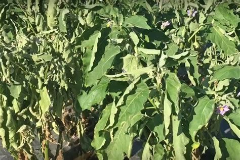 Recognizing the Symptoms eggplant bacterial wilt