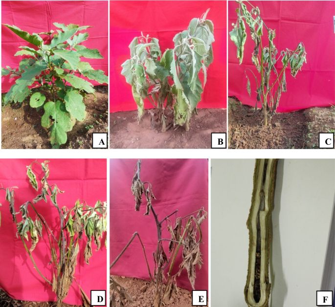  Eggplant Bacterial Wilt advanced diagnosis signs
