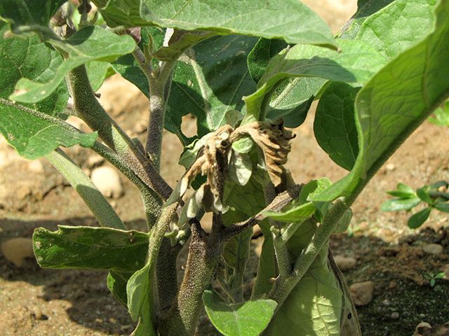 Eggplant Phytophthora Blight stem and leaf symptoms