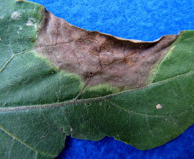  Eggplant Phytophthora Blight on the leafs