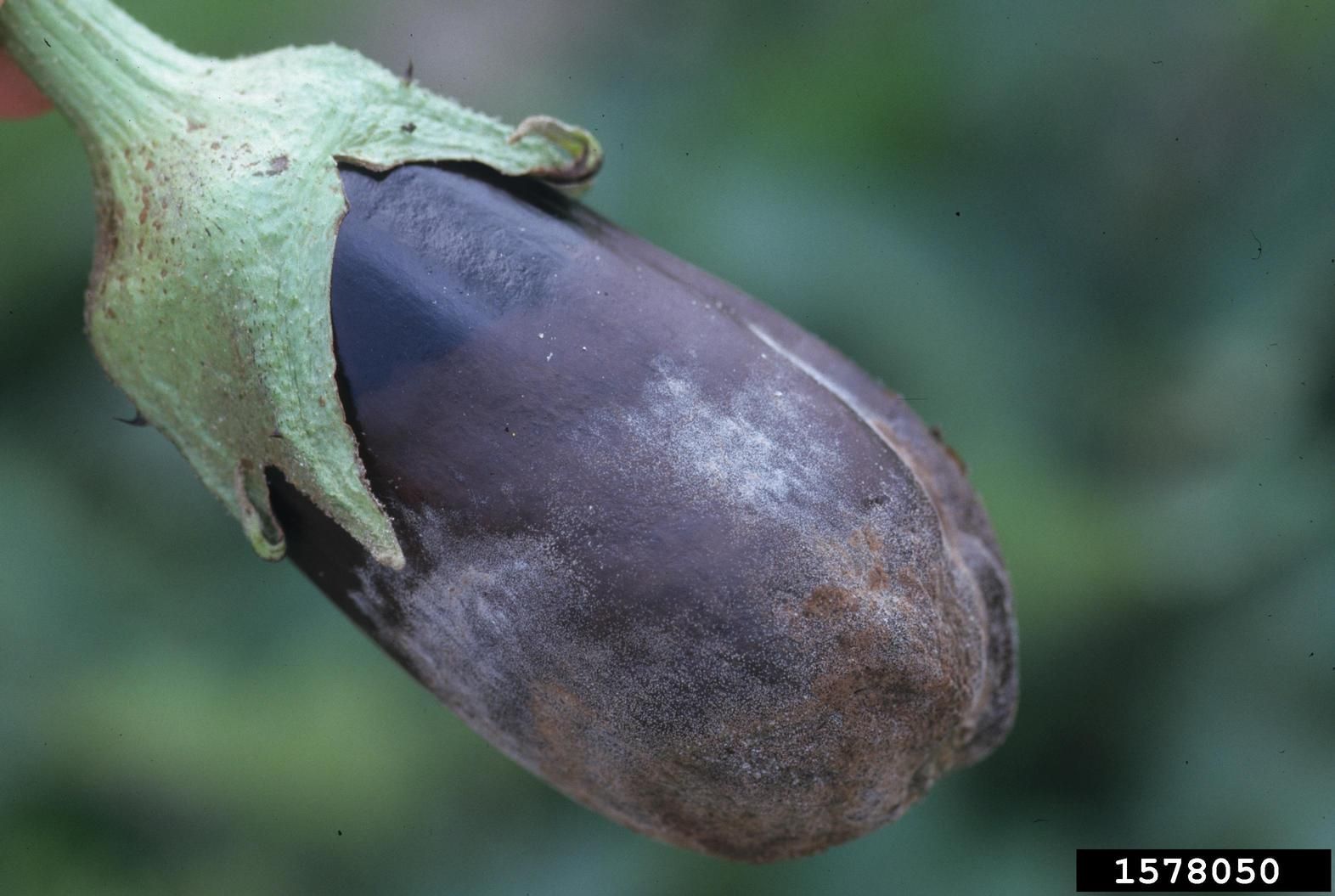 What Is Eggplant Phytophthora Blight?
