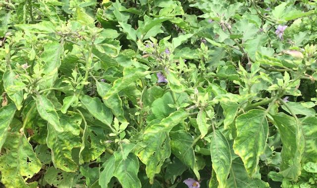 What Is Eggplant Little Leaf Disease