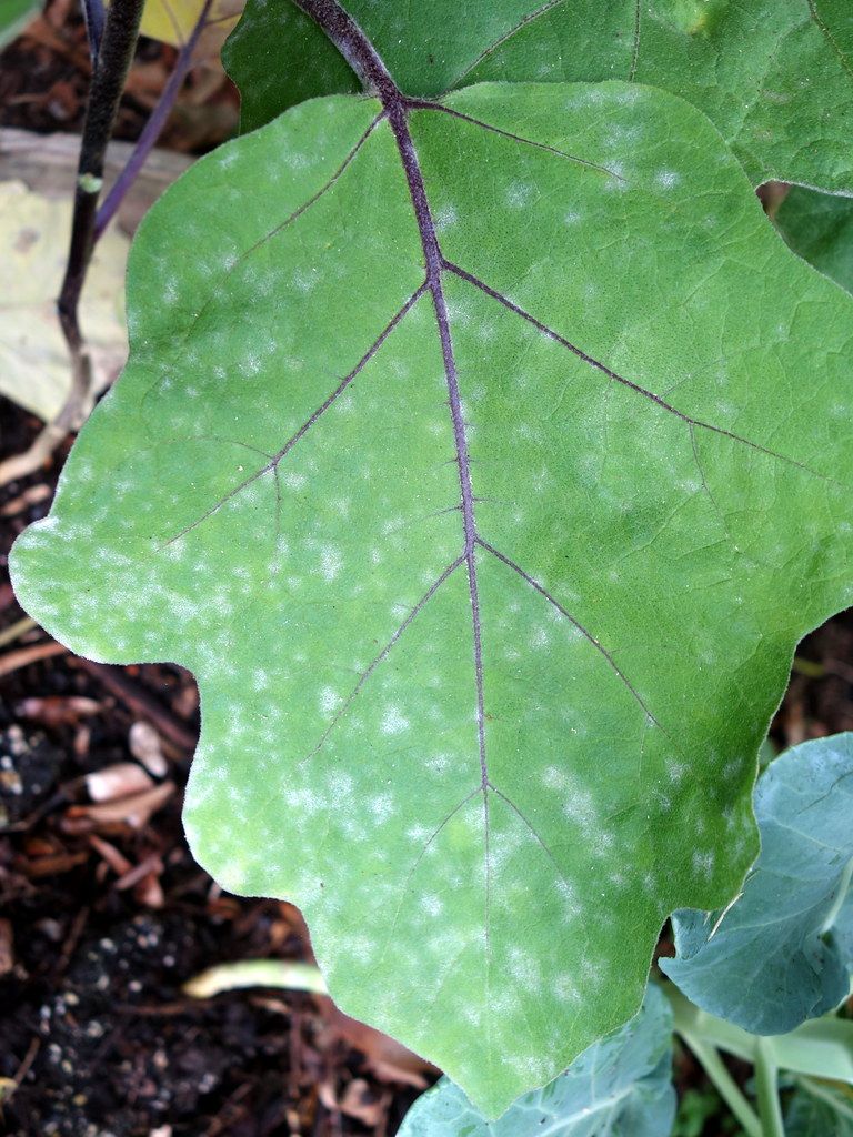 Identifying Powdery Mildew on Eggplant Plants  Visual Signs to Look For