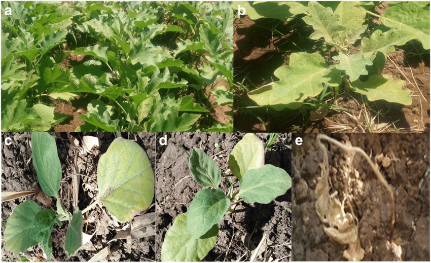 eggplants fusarium wilt classes eggplants fusarium wilt classes