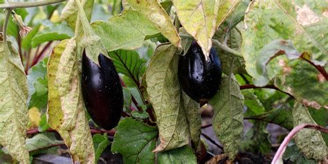 Understanding Eggplant Fusarium Wilt What Is Eggplant Fusarium Wilt