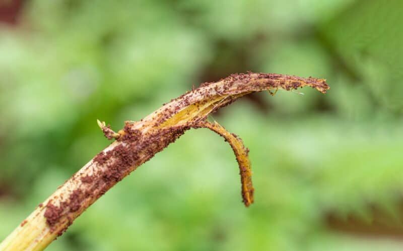 Identifying Blackleg Disease in Potatoes