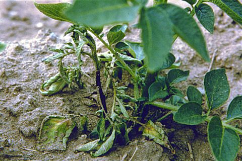 Understanding Potato Blackleg Disease What Is Potato Blackleg Disease?