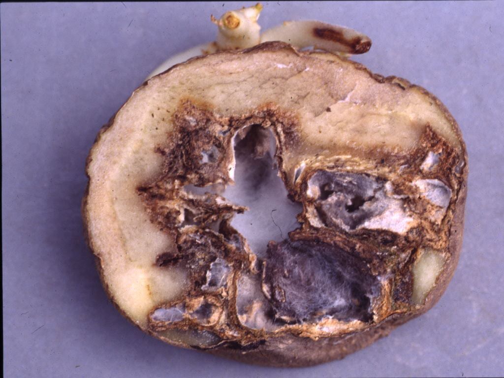 Advanced Disease and Cavity Formation in dry rot potato