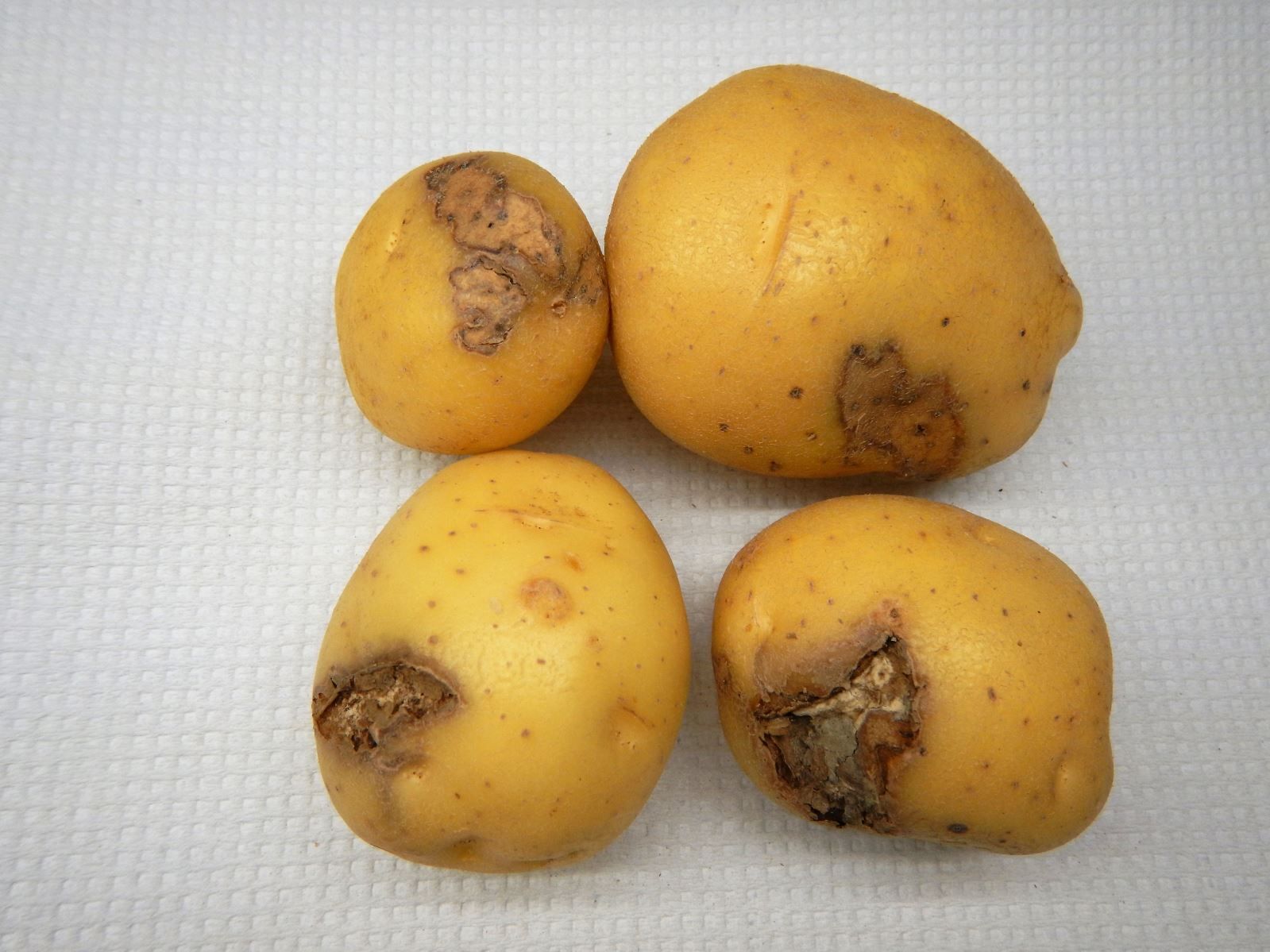 Initial and Developing Symptoms in dry rot potato