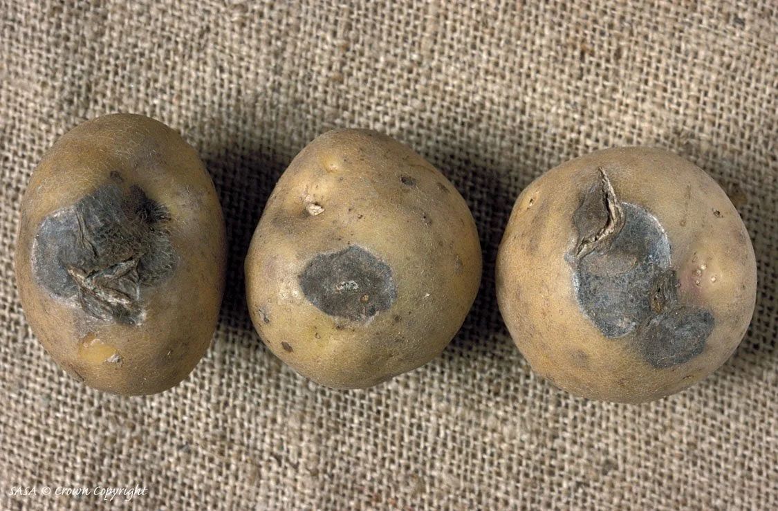 Development During Storage in dry rot potato