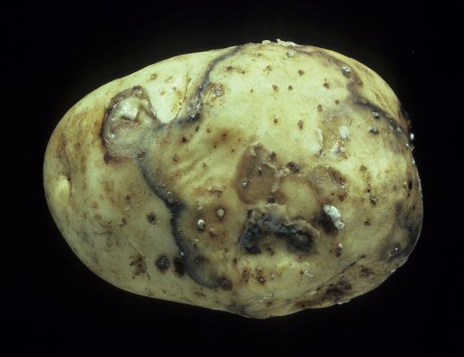 Recognizing Soft Rot Symptoms in potato