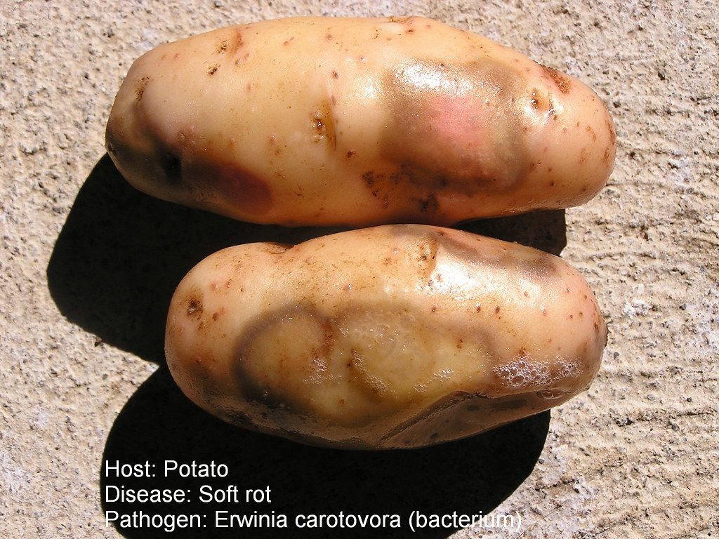 What Is Potato Soft Rot?