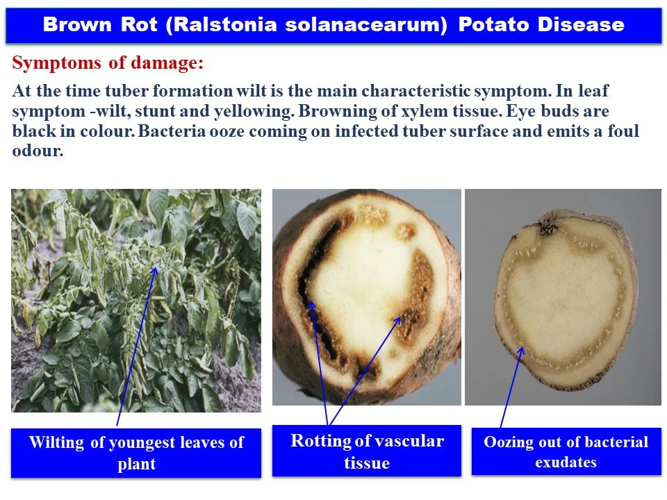 Potato Wilt Disease symptoms