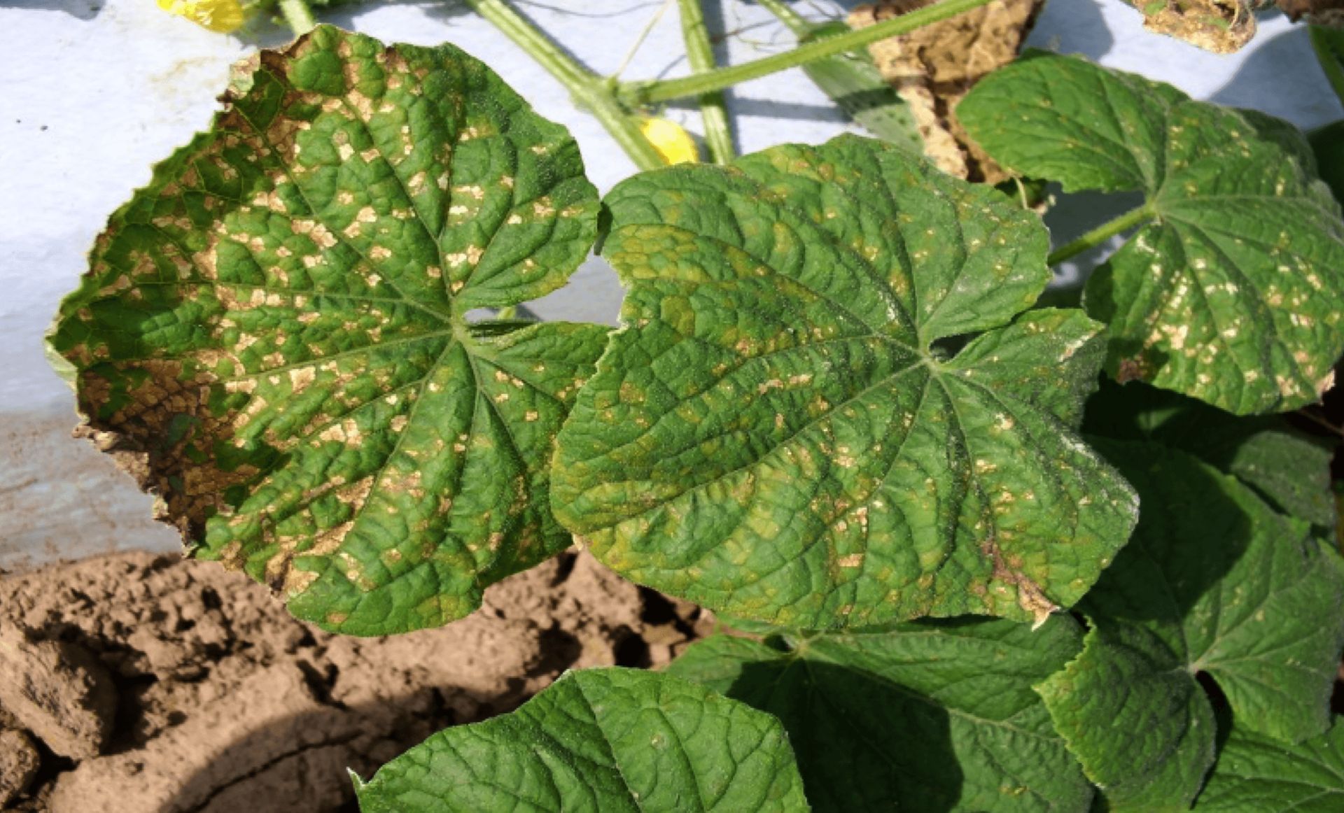 What is Cucumber Downy Mildew and Why It Matters