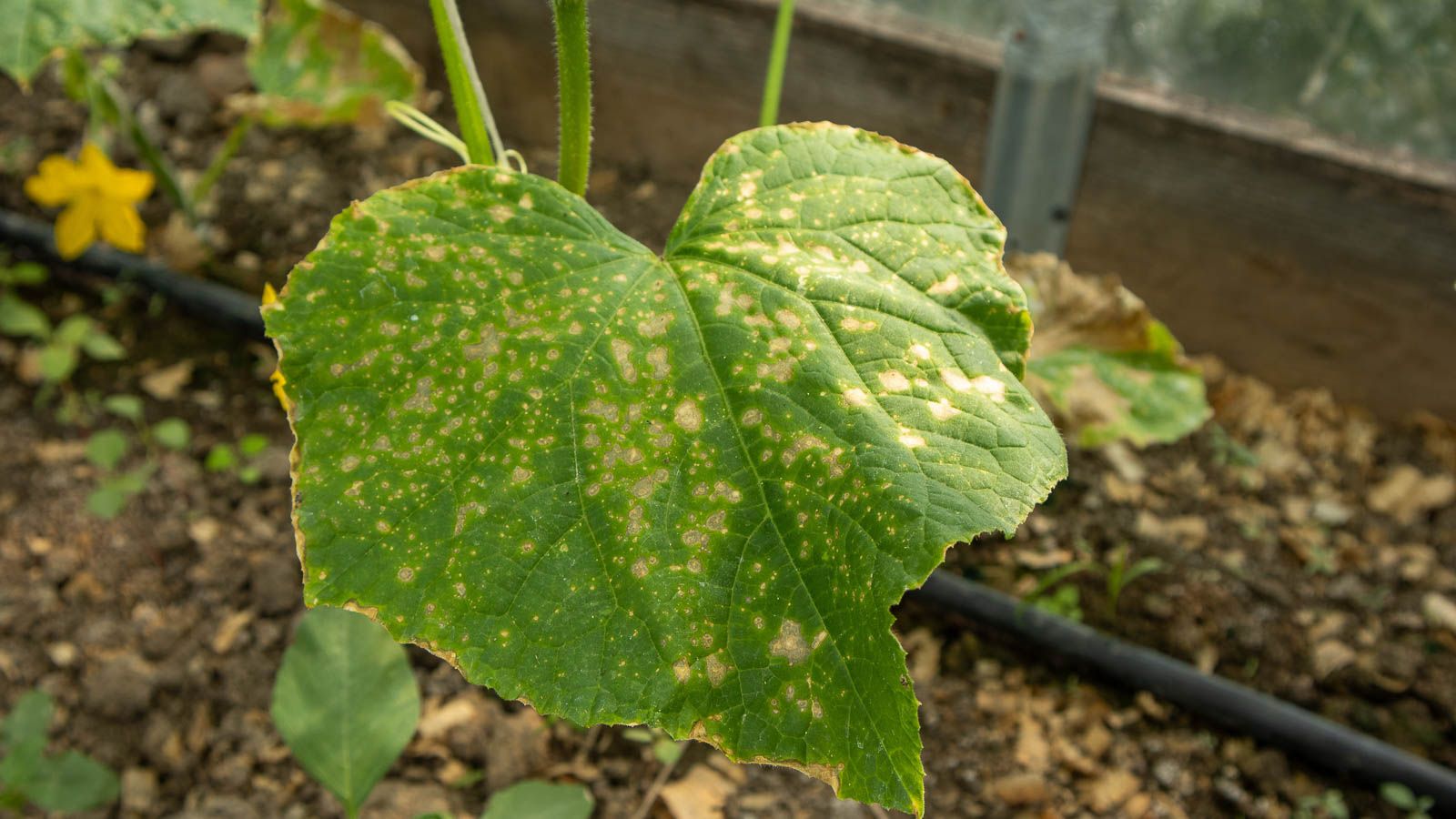 Understanding the Two Clades of Downy Mildew in cucumber