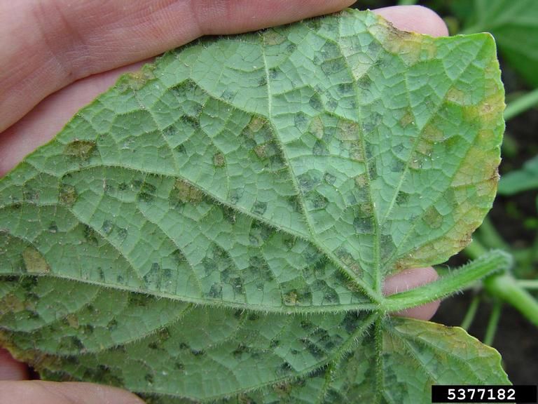 Identifying Cucumber Downy Mildew