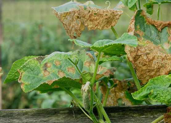What is Cucumber Anthracnose and Why It Matters