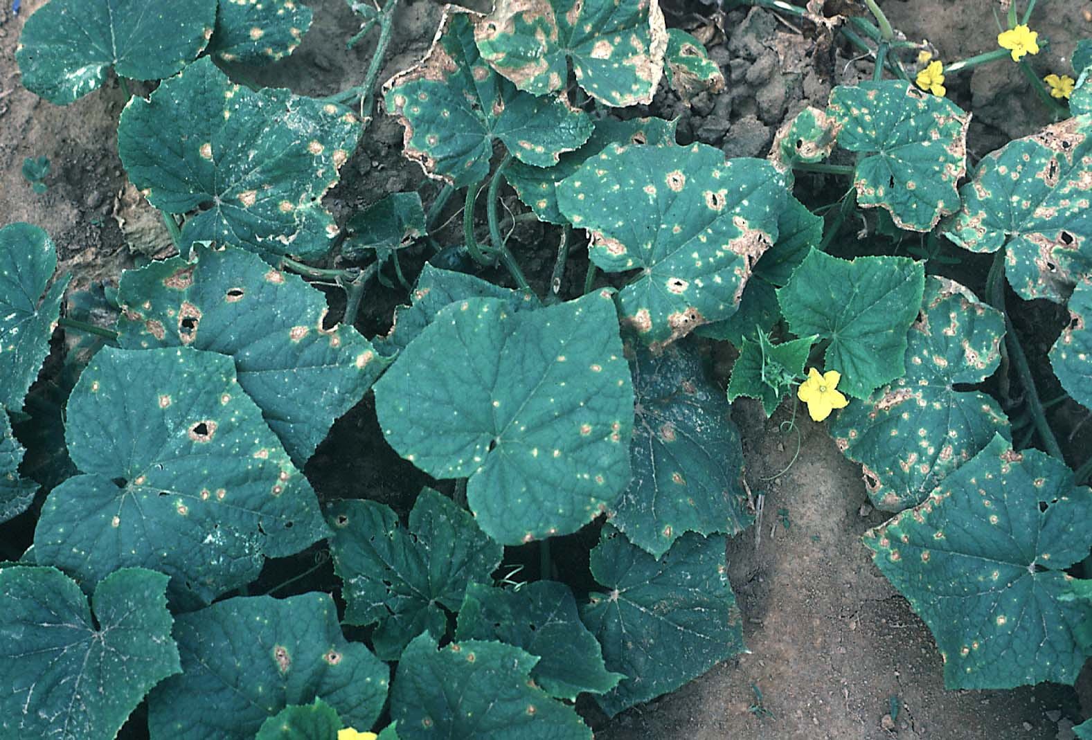Identifying Cucumber anthracnose