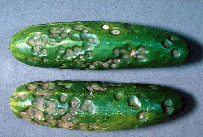 Cucumber Anthracnose fruit symptoms