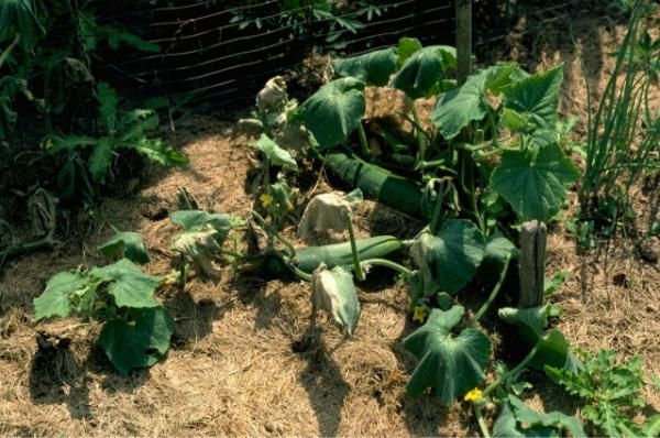 Identifying Cucumber Bacterial Wilt