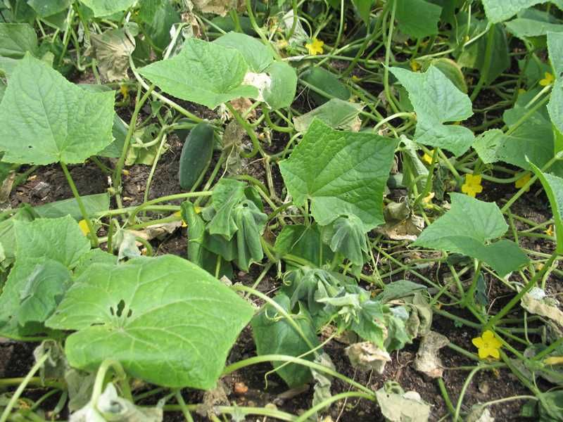 What is Cucumber Bacterial Wilt and Why It Matters