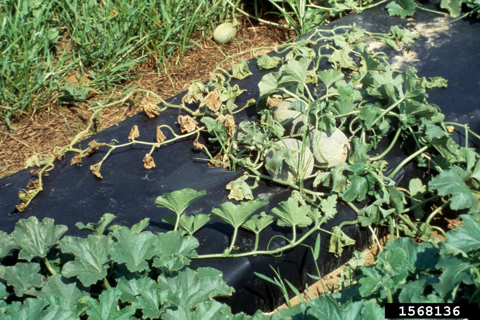 Cucumber Bacterial Wilt plant death