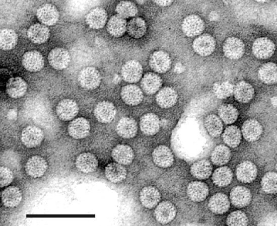 What is Cucumber Mosaic Virus and Why It Matters