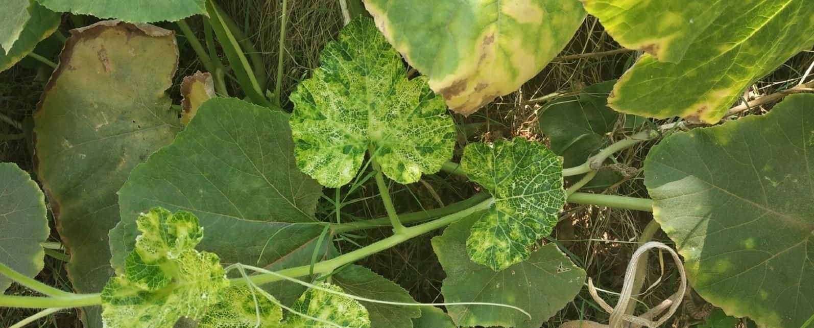 Cucumber Mosaic Virus symptoms