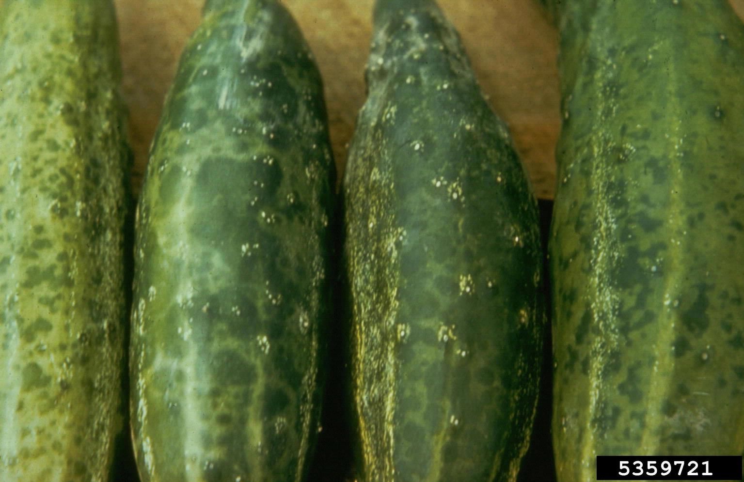 cucumber mosaic virus Fruit Symptoms