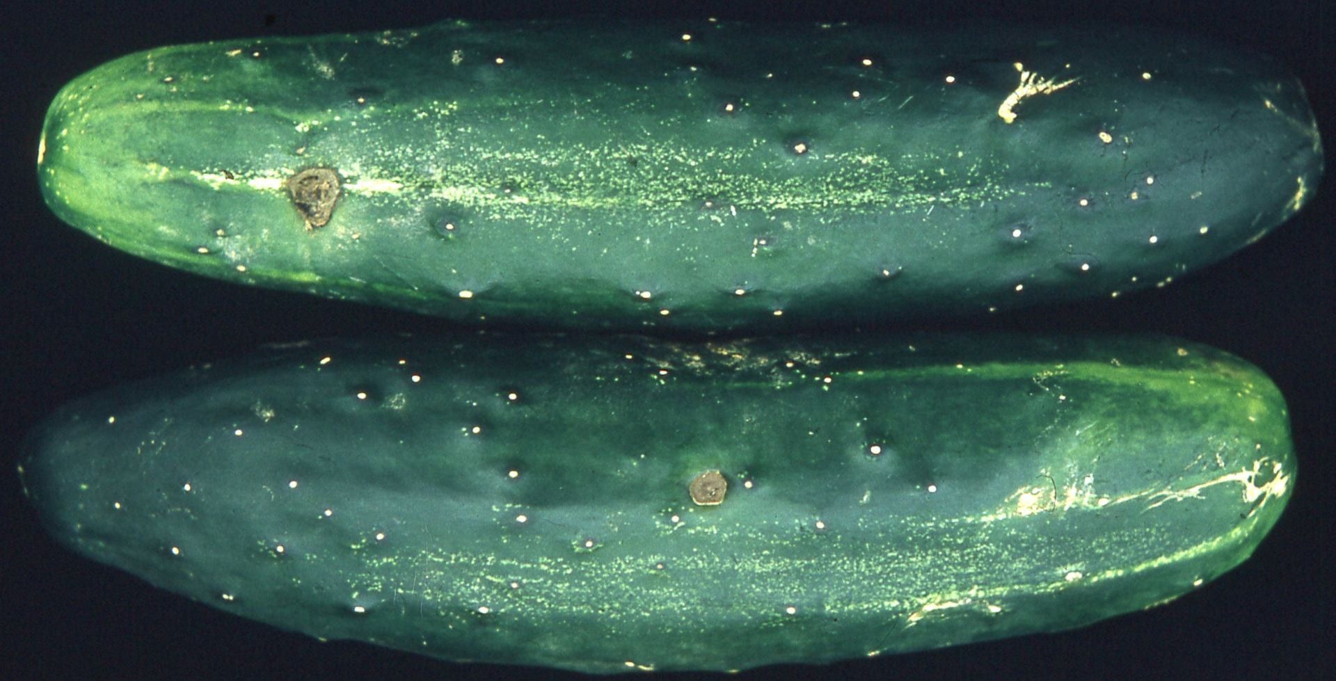 What Is Cucumber Scab Disease?