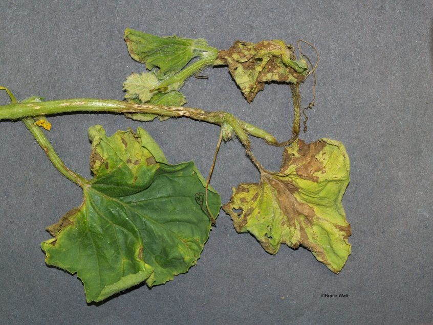 Leaf and Runner Symptoms in cucumber scab