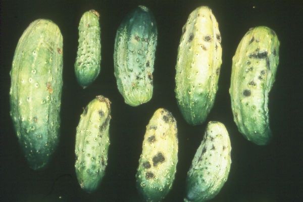 Cucumber Scab Disease fruit symptoms