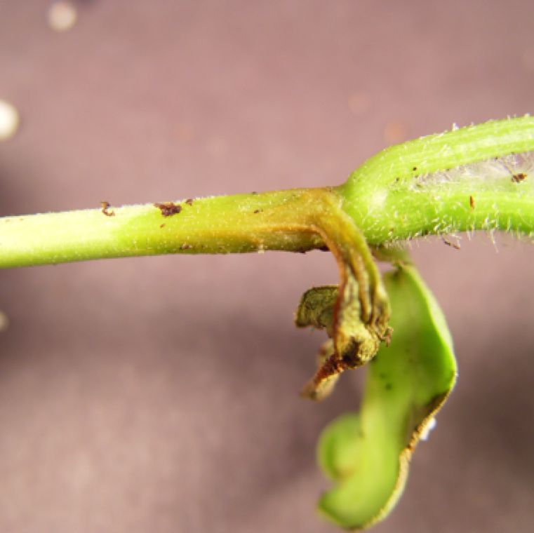 Cucumber Gummy Stem Blight Stem Symptoms