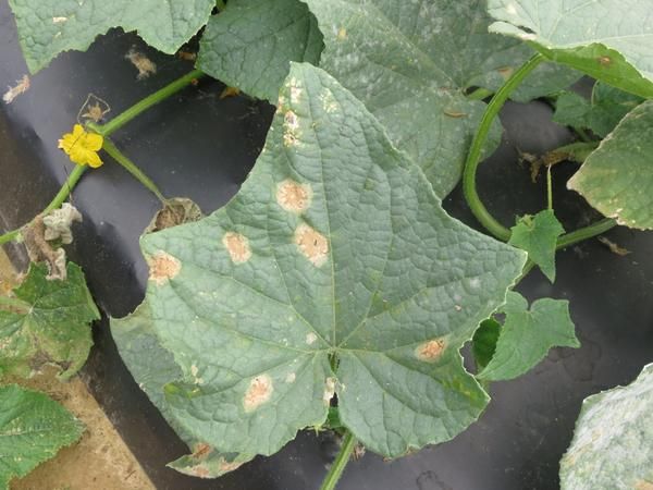 Cucumber Gummy Stem Blight leafSymptoms