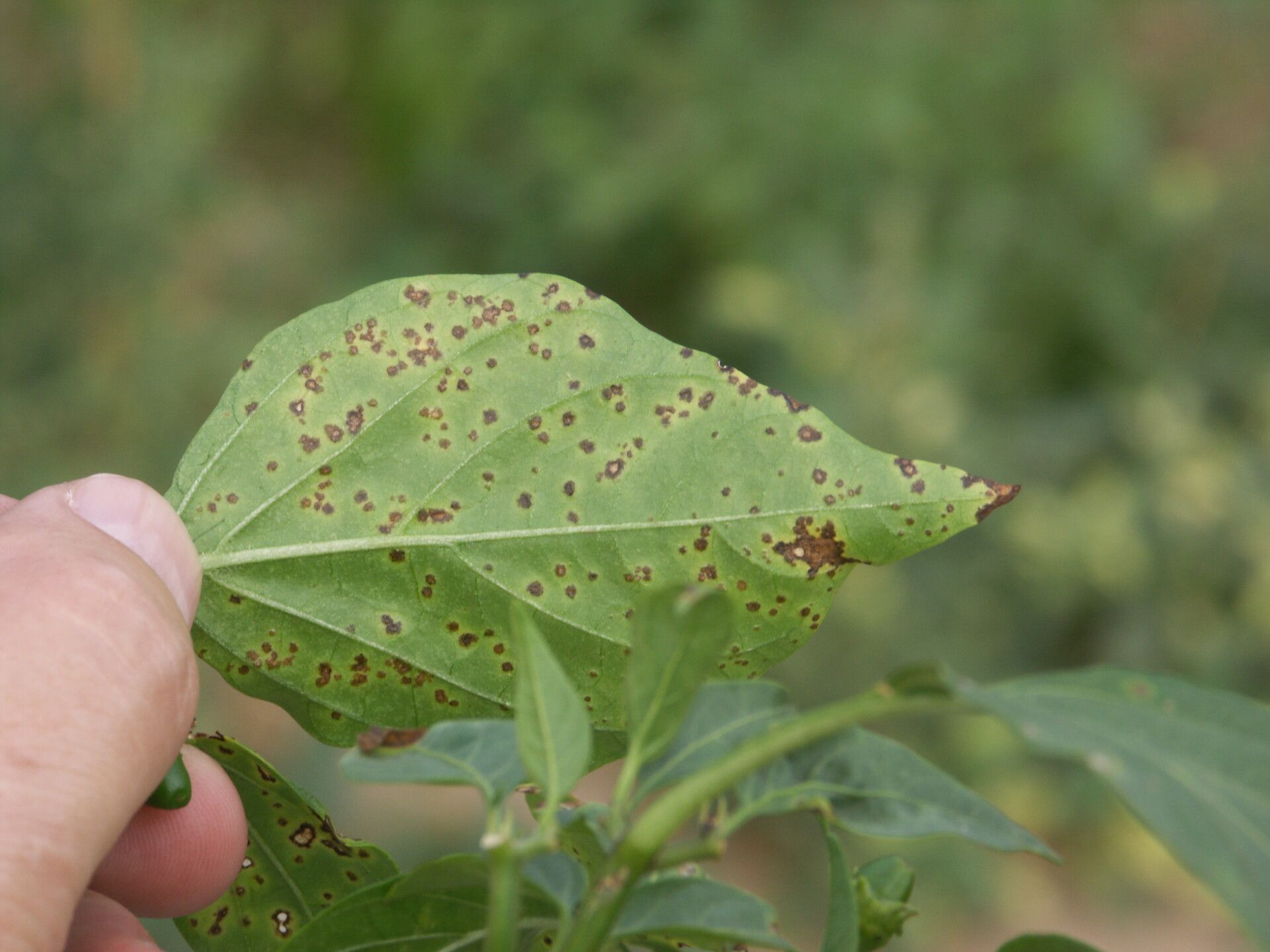 Pepper Bacterial Spot Leaf Lesions Pepper Bacterial Spot leaf lesions