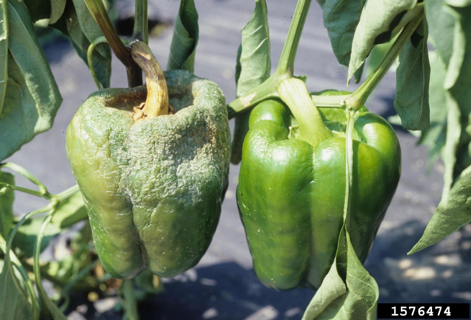What is Phytophthora Blight? in pepper