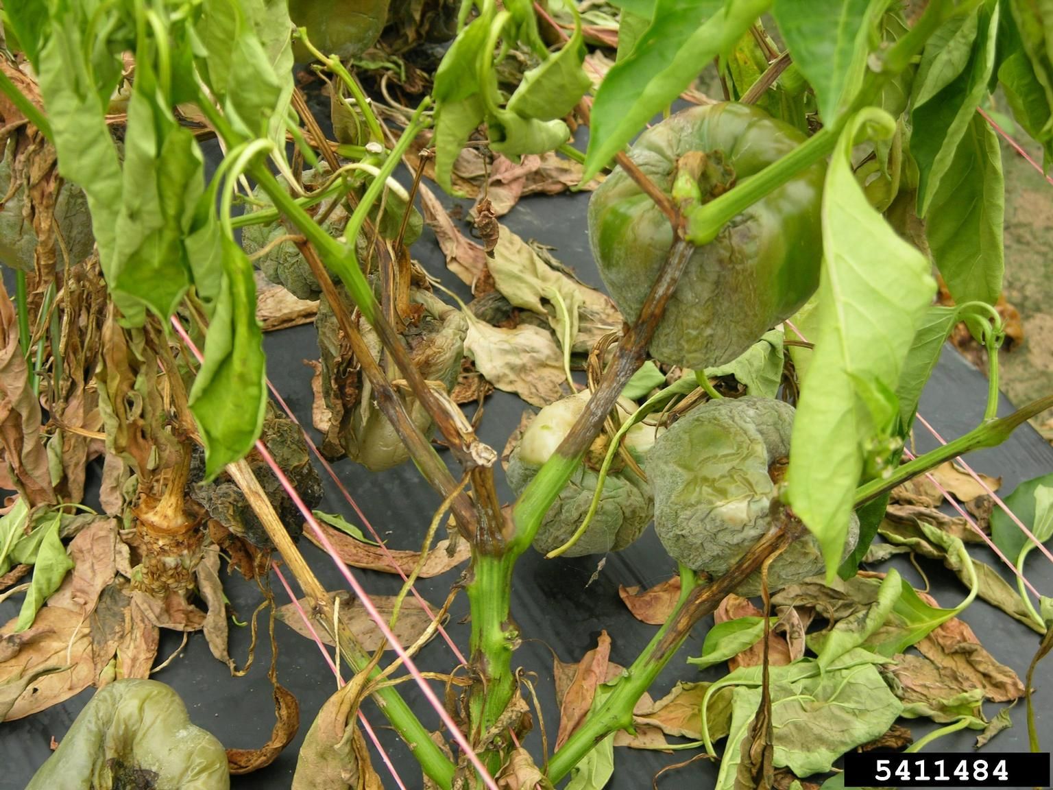 Pepper Phytophthora Blight fruit rot