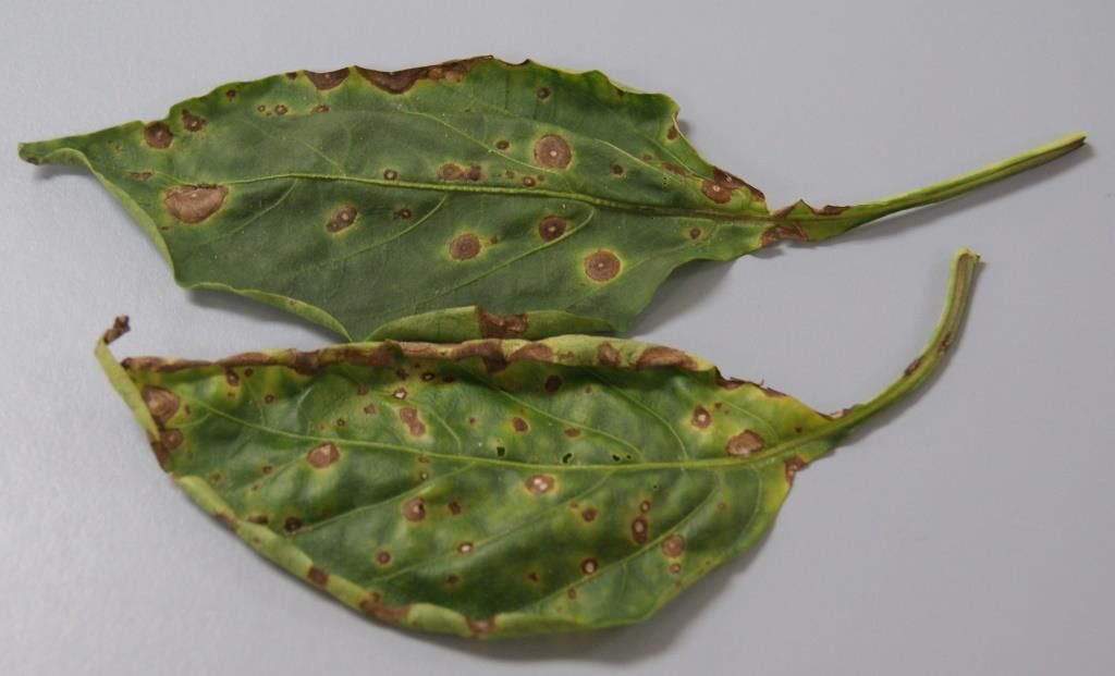 pepper leaf spot Fungal Leaf Spot
