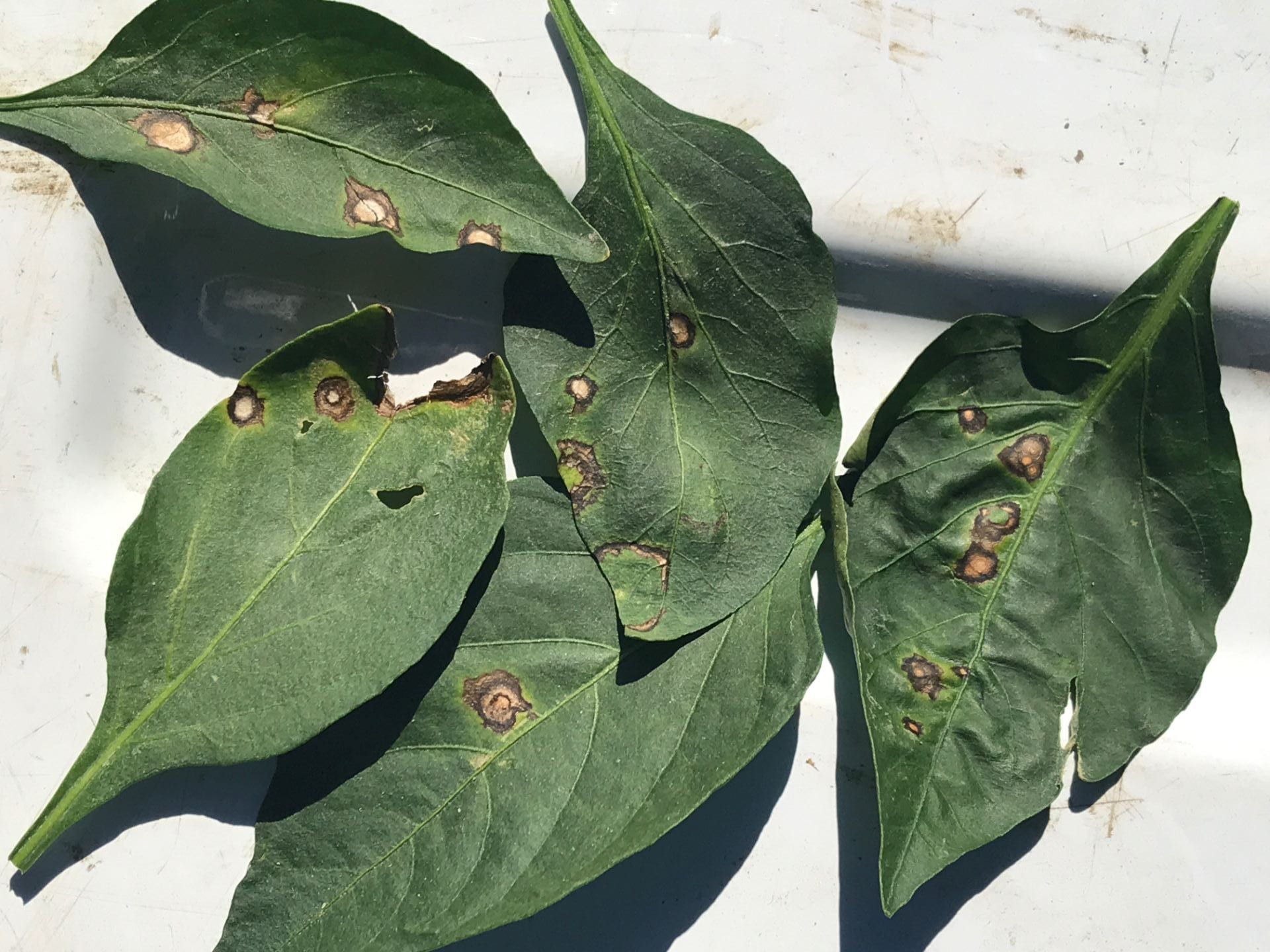 pepper leaf spot Fungal Leaf Spot shot_hole
