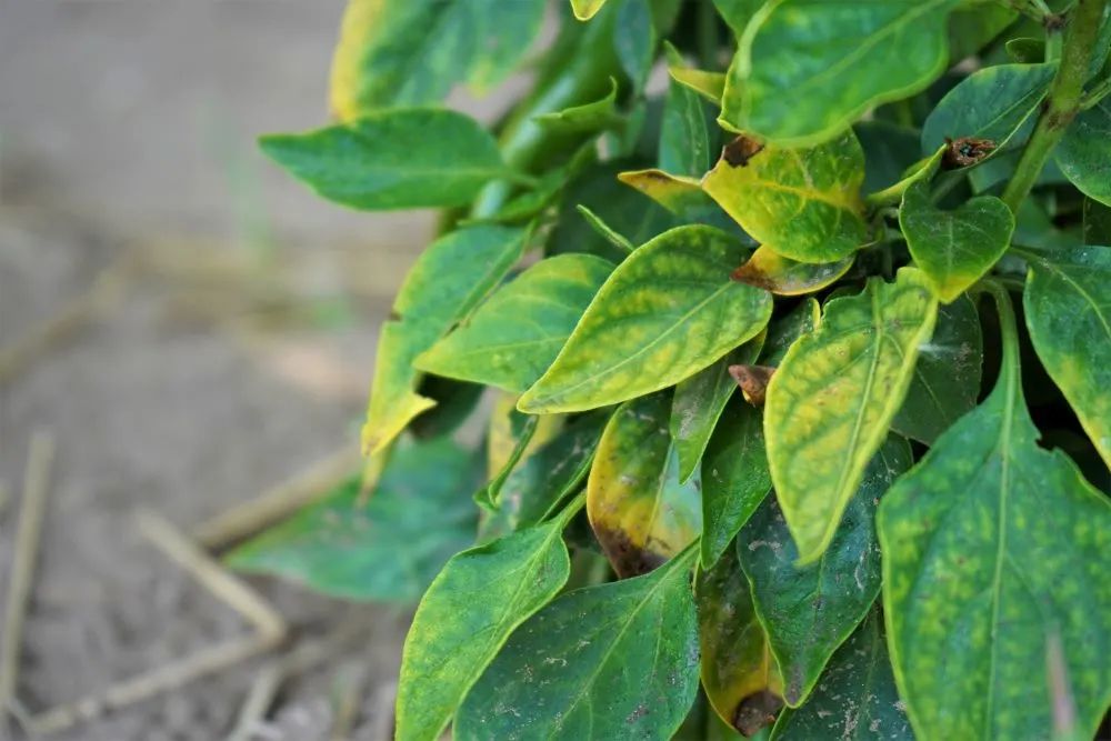 What is Pepper Mosaic Virus: Understanding Plant Viruses