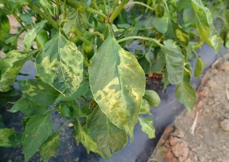 Pepper Mosaic Virus leaf symptoms