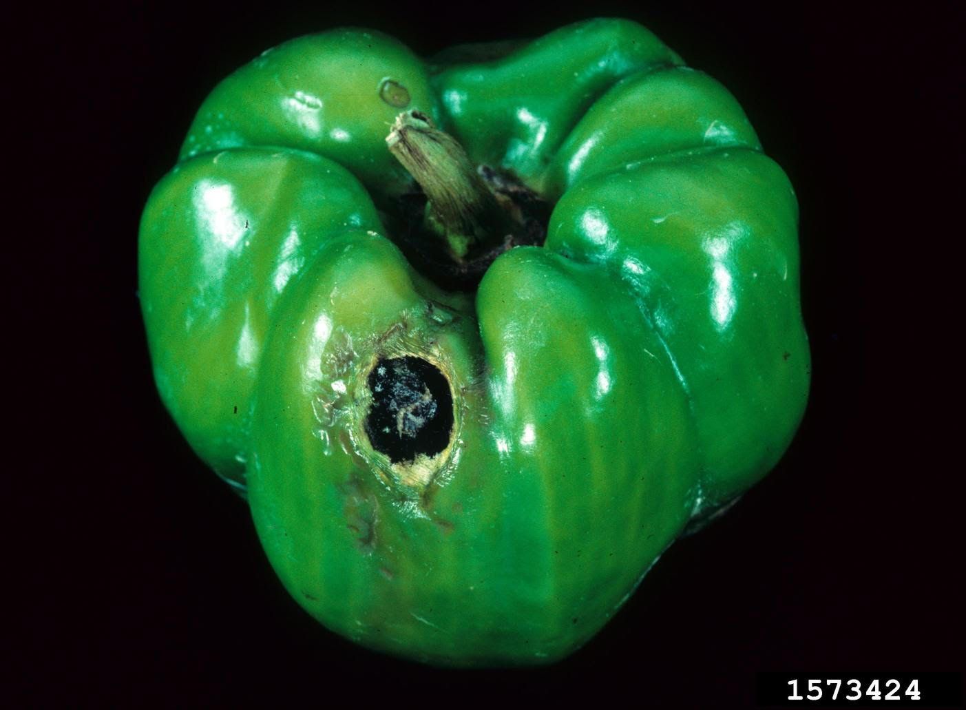 pepper mosaic virus Fruit symptoms
